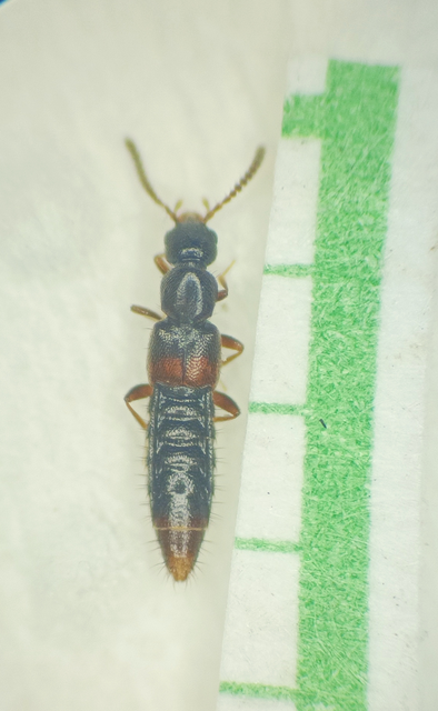 Phloeopora teres - közönséges szúvadászholyva