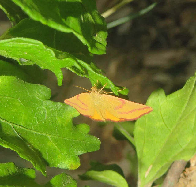Lythria purpuraria - bíborsávos araszoló
