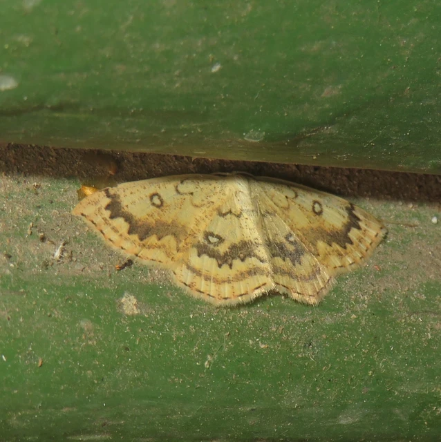 Cyclophora annularia - gyűrűs pettyesaraszoló