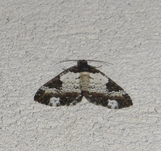 Melanthia procellata - hullámos tarkaaraszoló