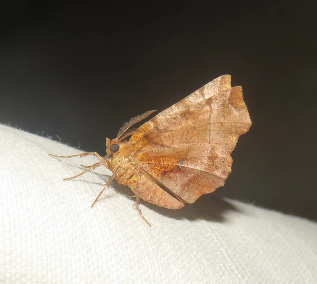 Selenia dentaria - kétfoltos holdasaraszoló