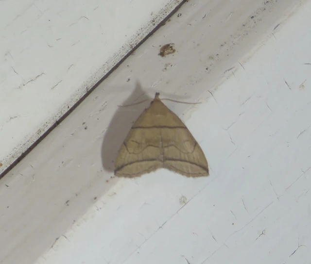 Herminia grisealis - ligeti karcsúbagoly
