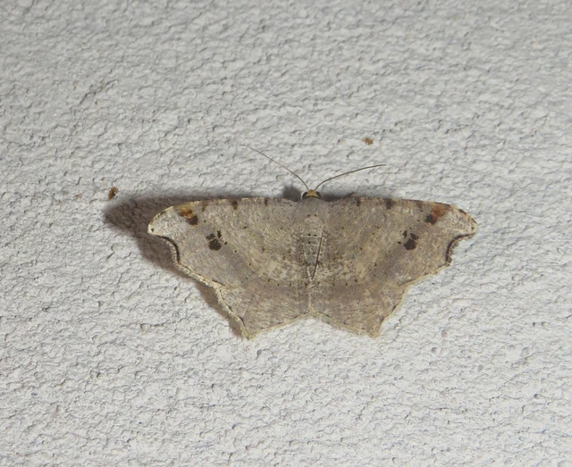 Macaria alternata - közönséges szürkearaszoló