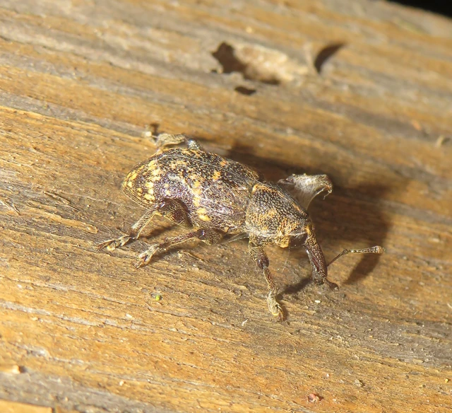 Hylobius abietis - nagy fenyvesormányos