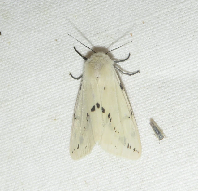 Spilarctia lutea - sárgás medvelepke