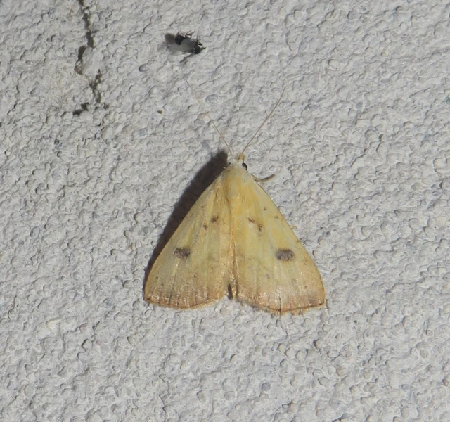 Rivula sericealis - selymes lórombagoly