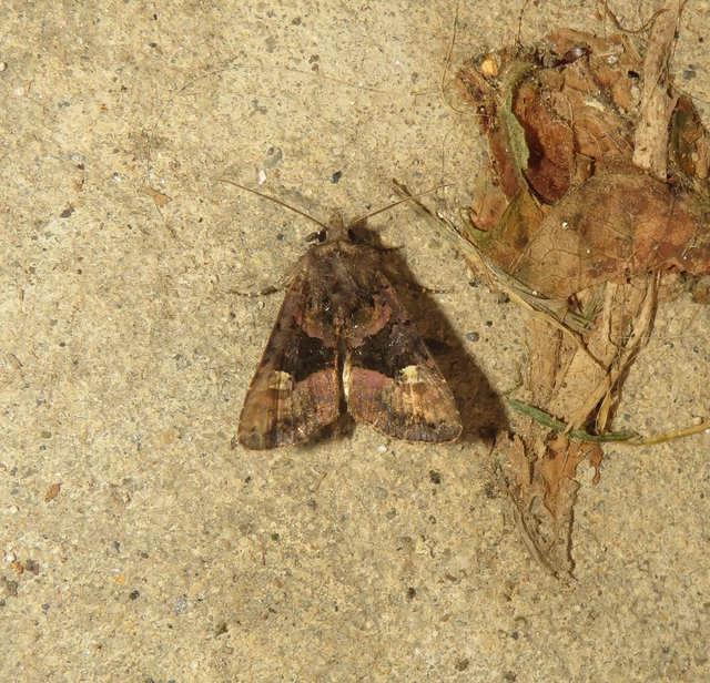 Euplexia lucipara - szeder-csipkésbagoly