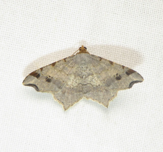 Macaria alternata - közönséges szürkearaszoló
