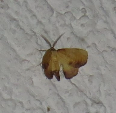 Plagodis dolabraria - baltaszárnyú araszoló