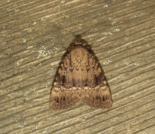 Amphipyra pyramidea - fahéjszínű bagoly