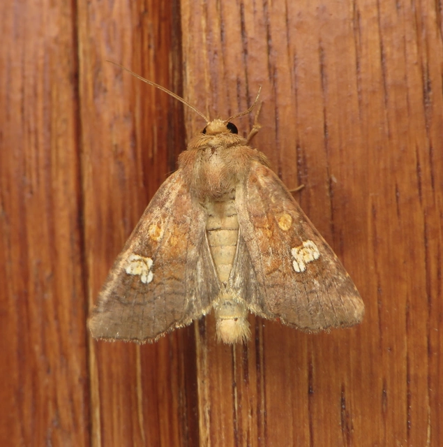 Amphipoea oculea - nagyfoltú lápibagoly