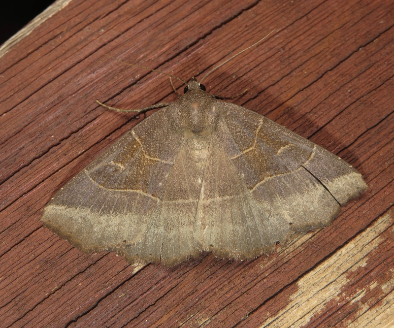 Arytrura musculus - keleti lápibagoly