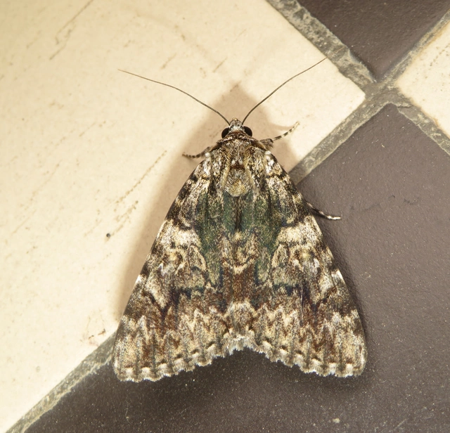 Catocala promissa - kis tölgyfa-övesbagoly
