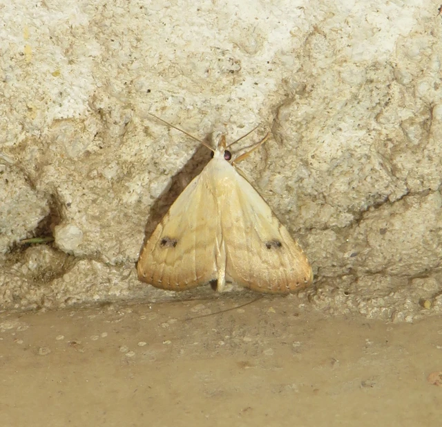 Rivula sericealis - selymes lórombagoly