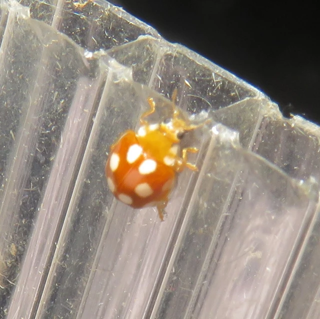 Vibidia duodecimguttata - tizenkétcseppes füsskata