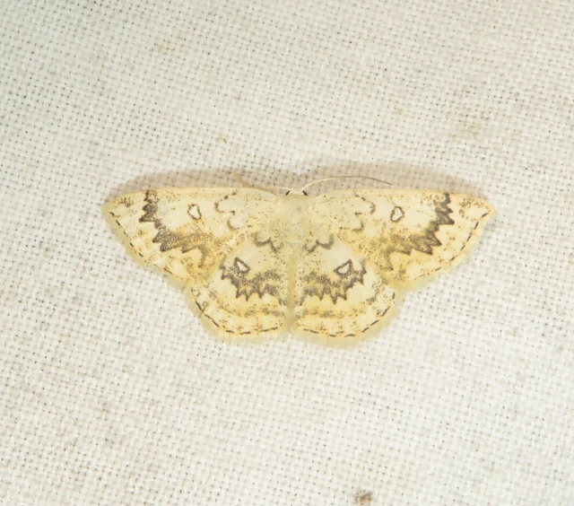 Cyclophora annularia - gyűrűs pettyesaraszoló