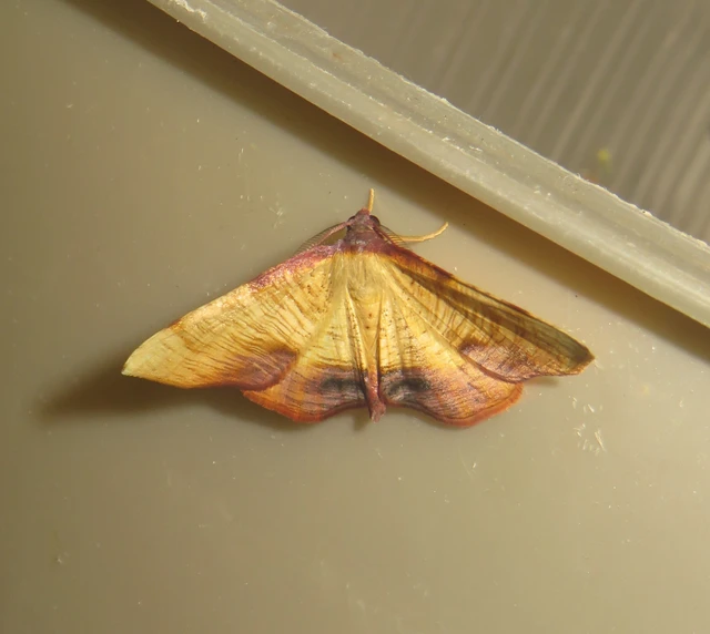 Plagodis dolabraria - baltaszárnyú araszoló