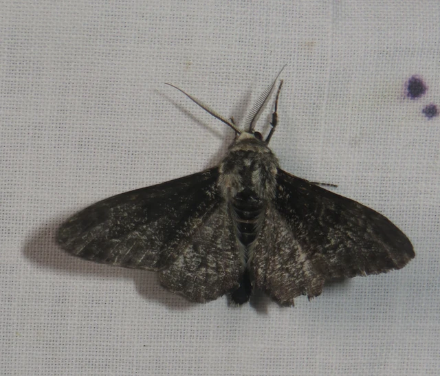 Biston betularia - szürkepettyes araszoló
