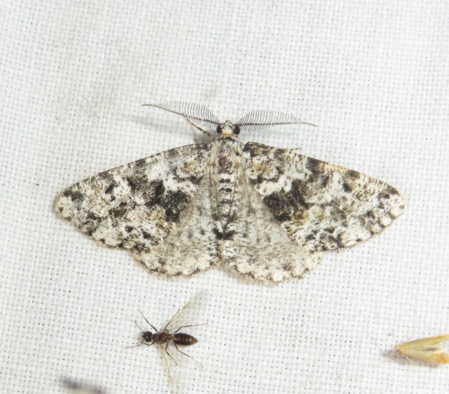 Fagivorina arenaria - bükkfaaraszoló