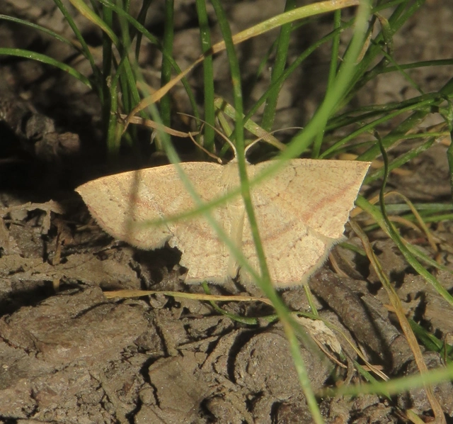 Cyclophora linearia - vonalas pettyesaraszoló