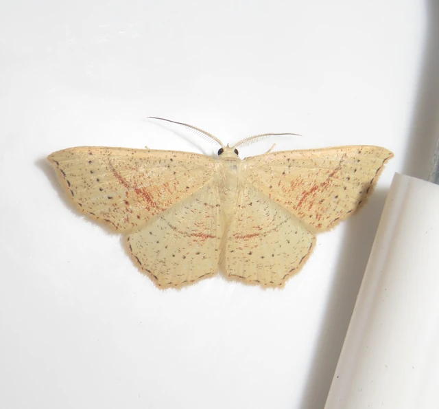 Cyclophora punctaria - sávos pettyesaraszoló