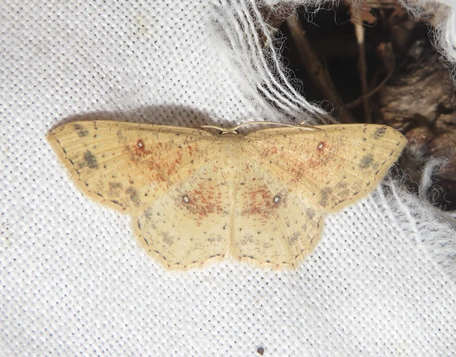 Cyclophora porata - körös pettyesaraszoló
