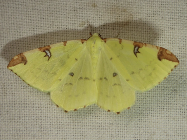 Opisthograptis luteolata - citromsárga araszoló
