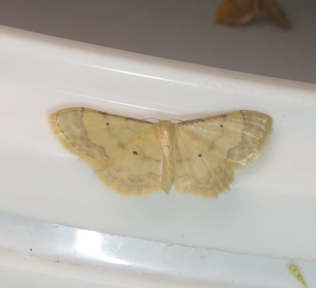 Idaea politaria - vonalas apróaraszoló