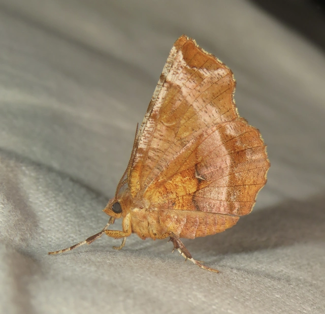 Selenia dentaria - kétfoltos holdasaraszoló