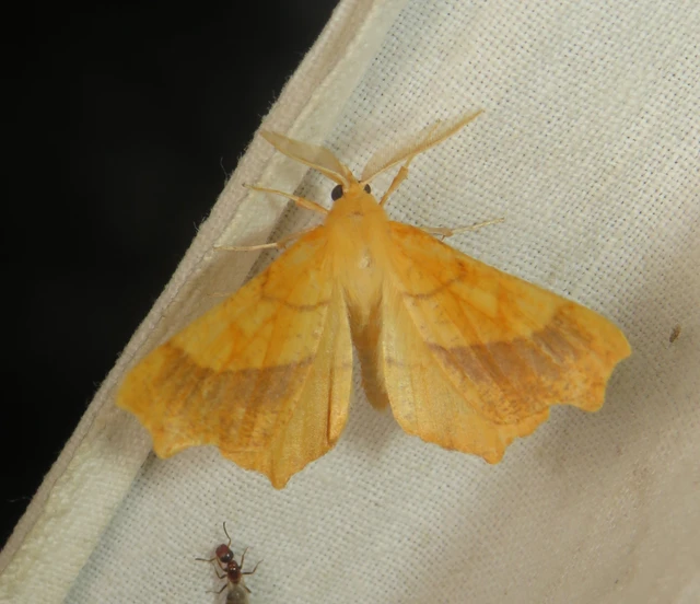 Ennomos fuscantaria - kőris-levélaraszoló
