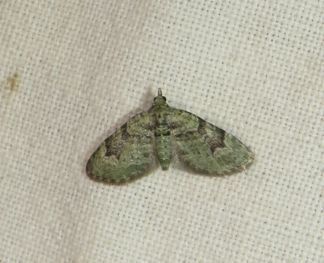 Chloroclystis v-ata - zöldes törpearaszoló