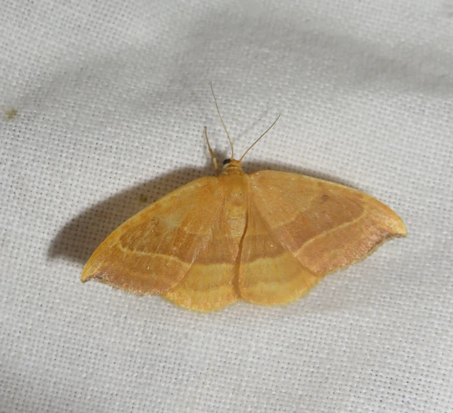 Watsonalla cultraria - bükkfa-sarlósszövő