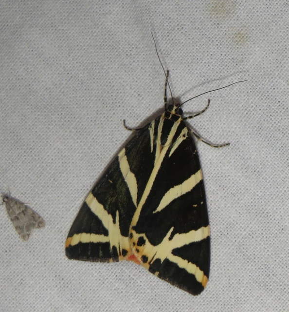 Euplagia quadripunctaria - csíkos medvelepke