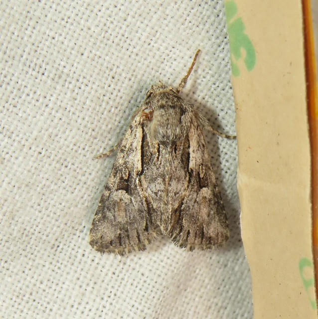 Chloantha hyperici - orbáncfű-sugarasbagoly