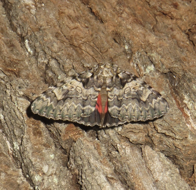 Catocala promissa - kis tölgyfa-övesbagoly