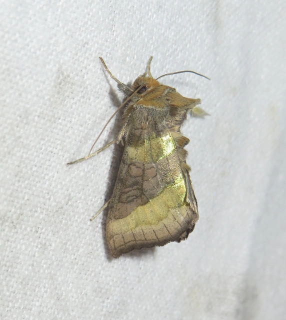 Diachrysia chrysitis - aranybagoly