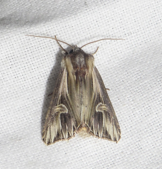 Actinotia polyodon - nagy sugarasbagoly