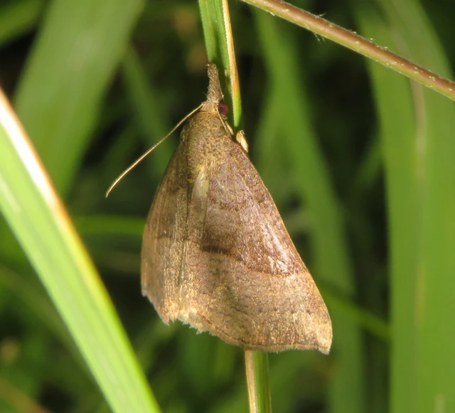 Hypena proboscidalis - ormányos karcsúbagoly