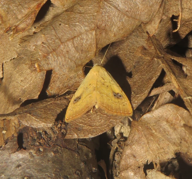 Rivula sericealis - selymes lórombagoly