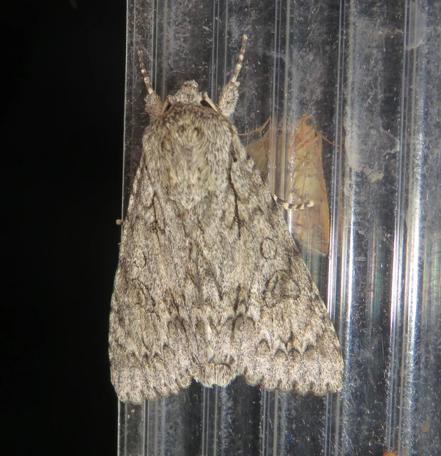 Acronicta aceris - vadgesztenye-szigonyosbagoly