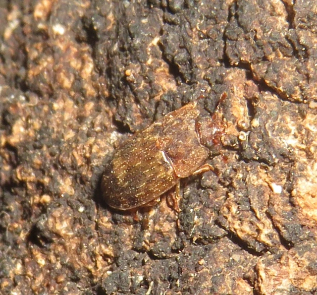 Soronia grisea - pettyegetett fénybogár Soronia grisea - pettyegetett fénybogár