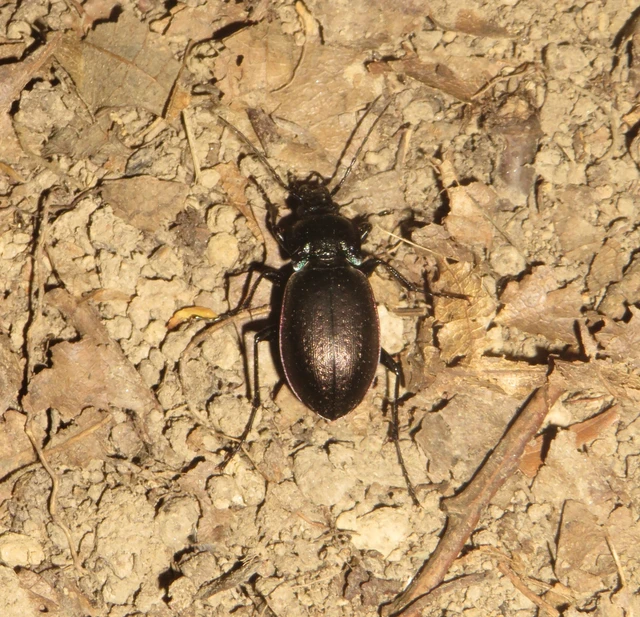 Carabus nemoralis - ligeti futrinka
