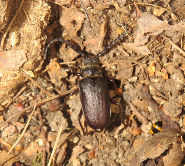 Prionus coriarius - csőszcincér