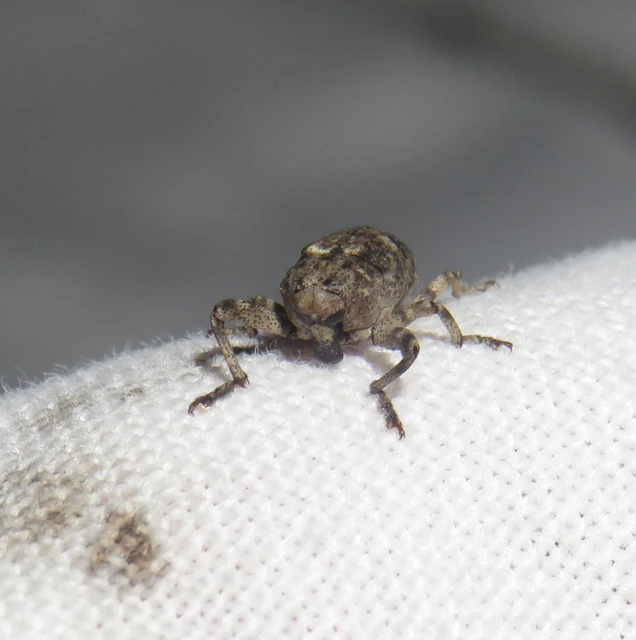 Gasterocercus depressirostris - laposorrú ormányos