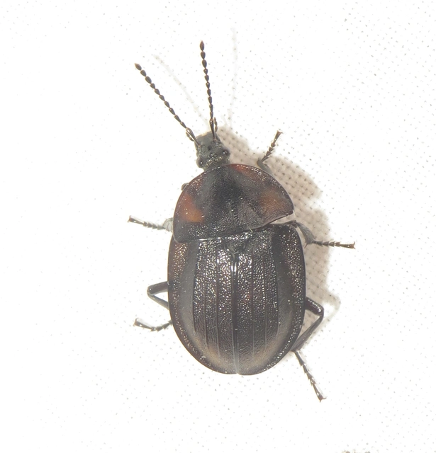 Phosphuga atrata - bordás csigarabló