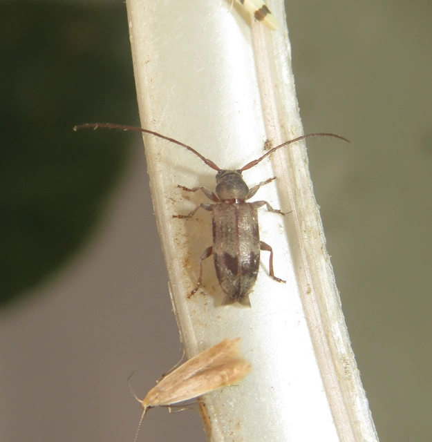 Exocentrus lusitanus - hársfa-rőzsecincér