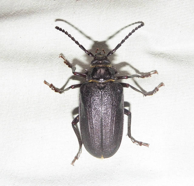 Prionus coriarius - csőszcincér