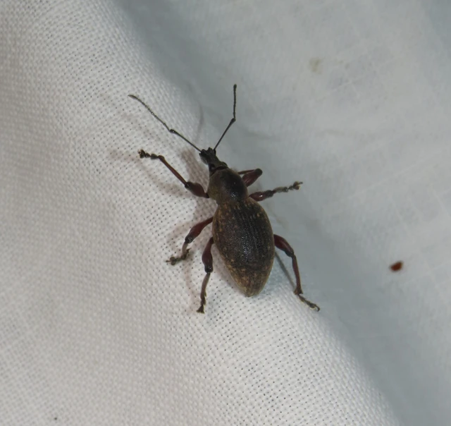Dodecastichus
