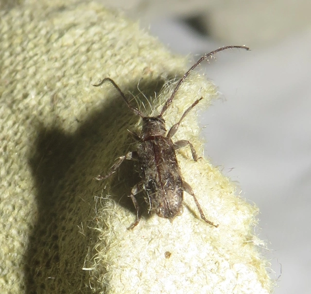 Exocentrus adspersus - tölgyfa-rőzsecincér