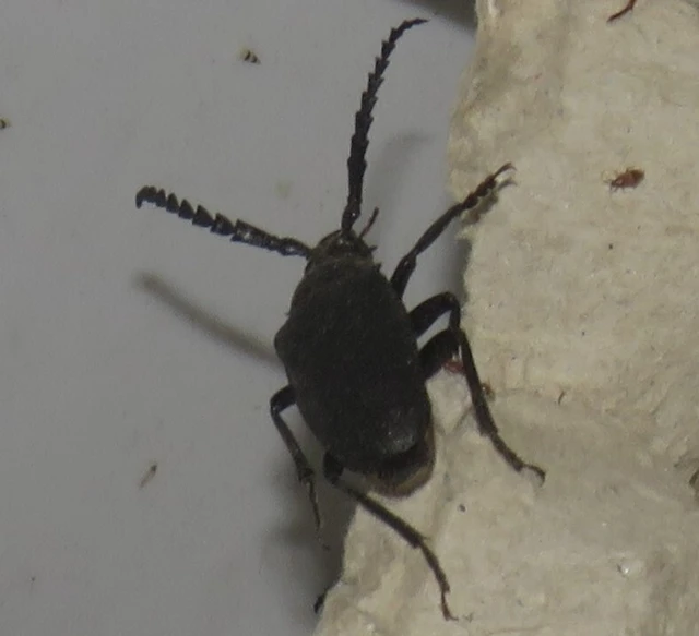 Prionus coriarius - csőszcincér